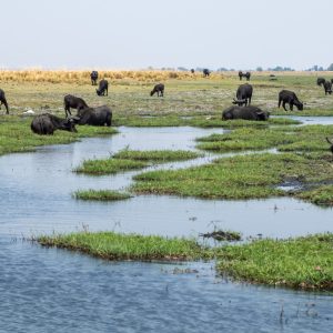 African buffalos, herd of cape buffalos, Syncerus caffer in Chobe river, National Park in Botswana Africa.