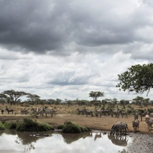 Herd of zebras resting by a river, Serengeti, Tanzania, Africa