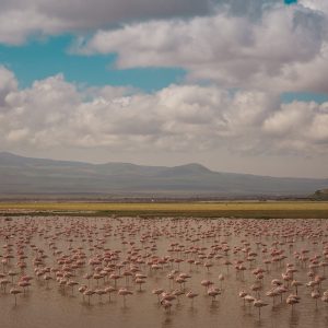 ngorongoro